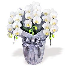 供花A